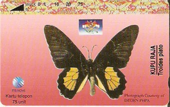 INS-S-344 - Borboleta - Troides Plato