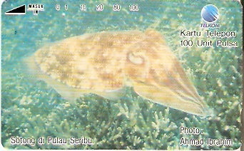 INS-S-193 - Sotong di Pulau Seribu