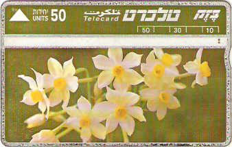 ISR-054 - Narciso Comum