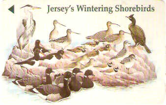JER-143 - Aves de Jersey