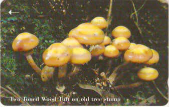 JER-233 - Two Toned Wood Tuft