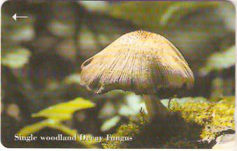 JER-234 - Single Woodland Decay Fungus