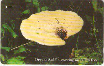 JER-235 - Dryads Saddle