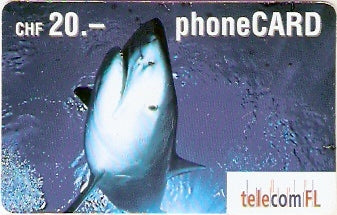 LIE-P-18D - Tubarão