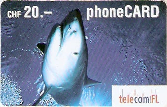 LIE-P-18C - Tubarão