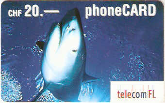 LIE-P-18A - Tubarão