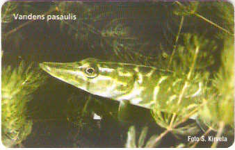 LIT-C053 - Peixe