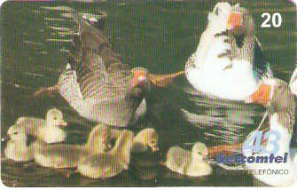 LON10-14 - Igapó 50 anos - 2