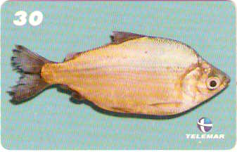 MA-258 - Peixes - 01/10