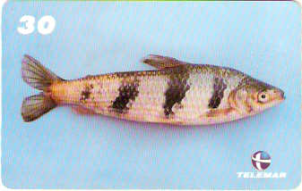 MA-260 - Peixes - 03/10
