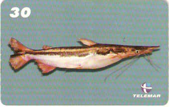 MA-262 - Peixes - 05/10