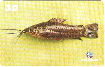 MA-266 - Peixes - 09/10