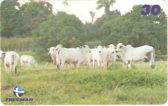 MA-397 - Gado de Corte