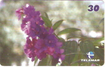 MG-1169M - Quaresmeira Roxa