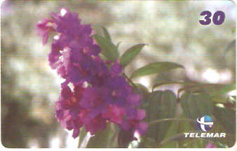 MG-1169 - Quaresmeira Roxa