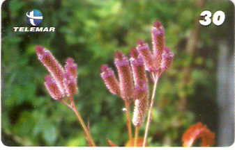 MG-1170 - Crista-de-Galo