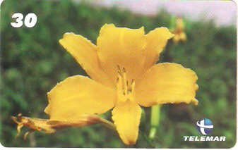 MG-1171 - Lírio Amarelo