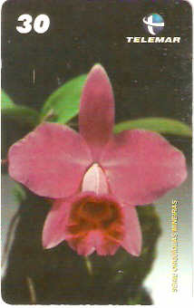 MG-1264 - Orquídeas - 1/6