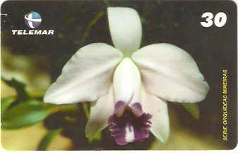 MG-1265 - Orquídeas - 2/6