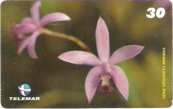 MG-1266 - Orquídeas - 3/6