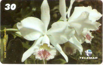 MG-1268 - Orquídeas - 5/6