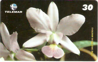 MG-1269 - Orquídeas - 6/6