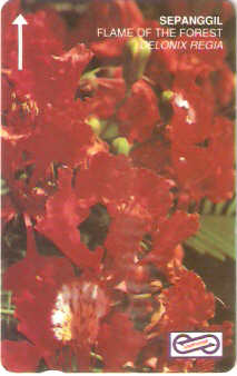 MLS-MU-151 - Chama da Floresta