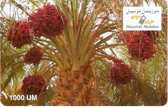 MRT-10 - Palmeira com Frutos