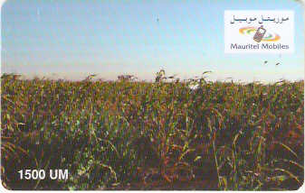 MRT-11 - Vegetação