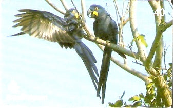MS06-03 - Arara Azul - 2/2