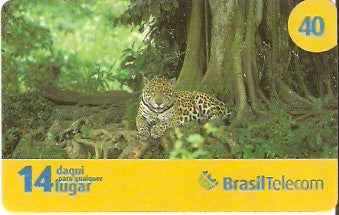 MS07-01 - Onça Pintada - 2