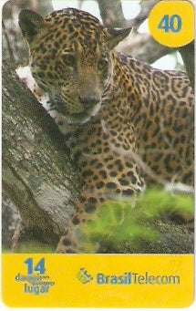 MS07-02 - Onça Pintada - 3