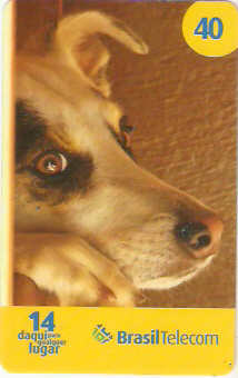 MSC07-21 - Cães 1/2