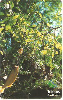 MS-165 - Peixe na Isca - 7/7