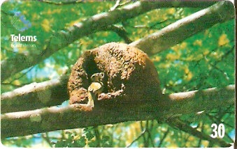 MS-172 - Ninho de João de Barro