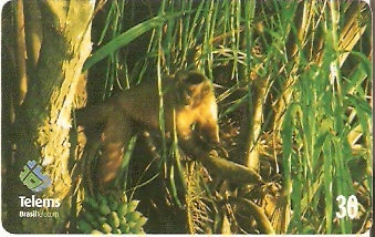 MS-173 - Macaco Prego