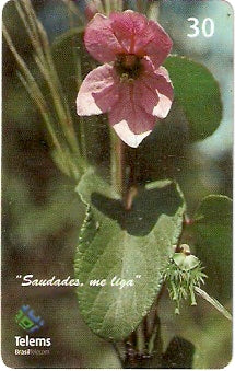 MS-189 - Flor do Pântano