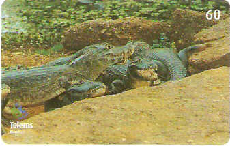 MS-190 - Jacaré - 2/6