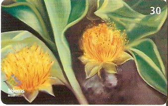 MS-218 - Flores - 3/6