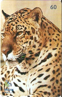 MS-222 - Onça Pintada