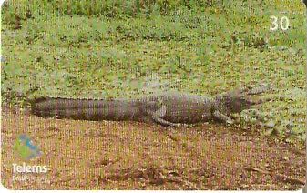 MS-230 - Jacaré - 3/6