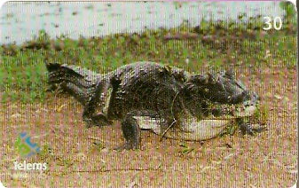 MS-231 - Jacaré - 4/6