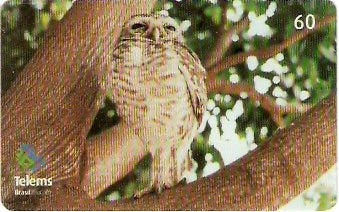 MS-235 - Coruja-do-Campo