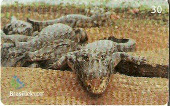 MS-241 - Jacaré - 6/6