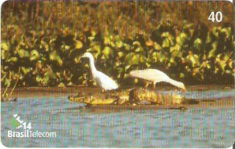 MS-276 - Baías Pantaneiras - 2/4