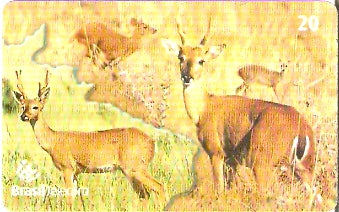 MS-305 - Animais em Extinção - 2/4