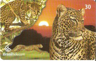 MS-306 - Animais em Extinção - 3/4