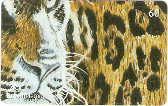 MS-348 - Onça Pintada - 4/4