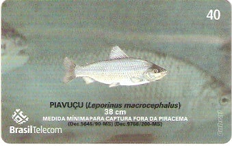 MS-377 - Piracema - 08/11