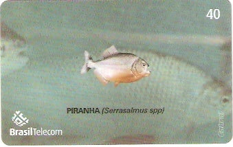 MS-379 - Piracema - 10/11